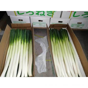 Fresh Scallion, High Quality & Fresh Leek